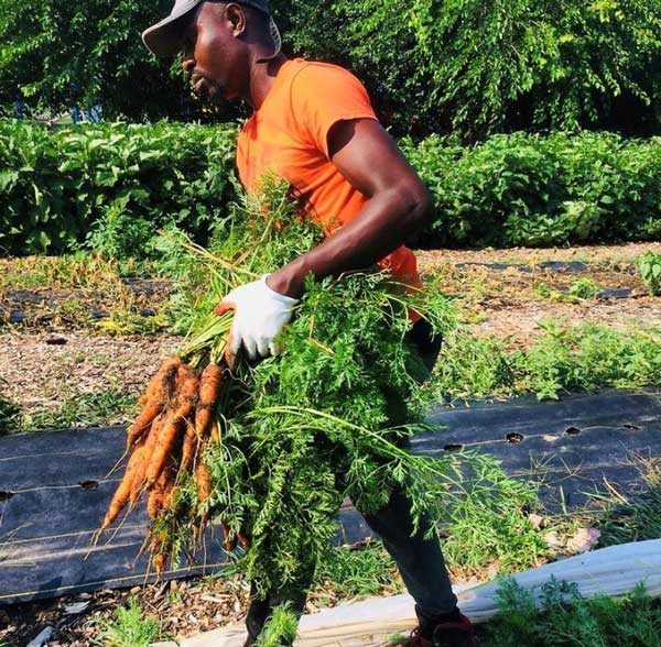 Amos carries a a large bunch of freshly picked carrots